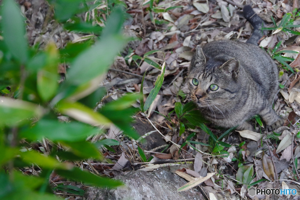 ねこ　その５５０