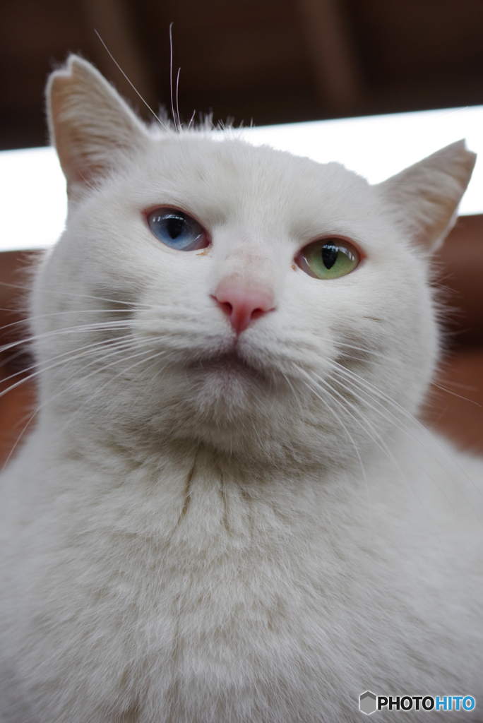 ねこ　その５７０
