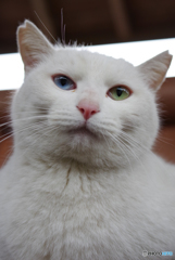 ねこ　その５７０