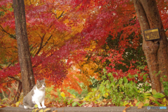 ねこ　その４１８