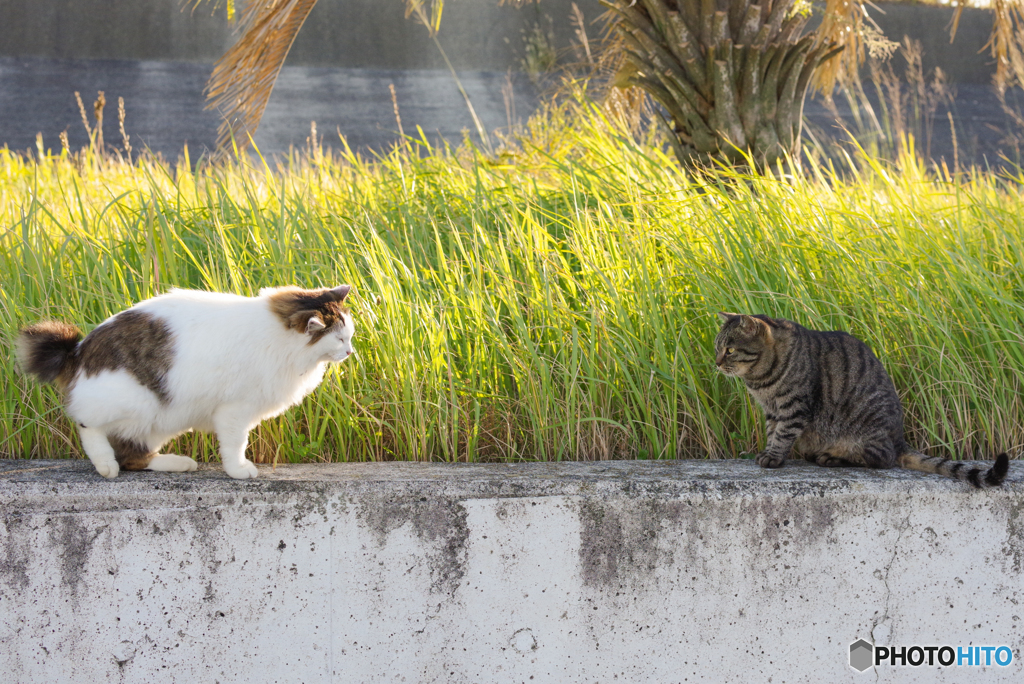 ねこ　その９６０