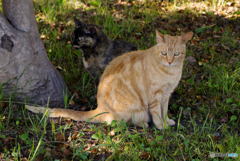 ねこ　その６６０