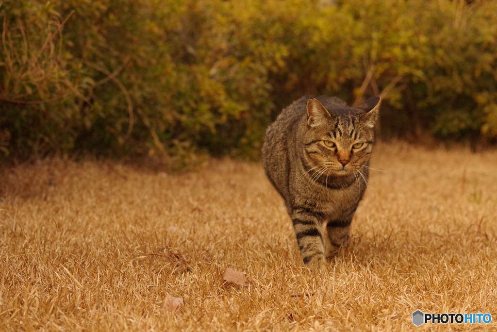 ねこ　その４７６