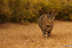 ねこ　その４７６
