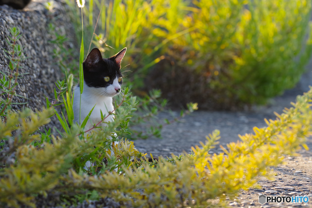 ねこ　その８０２