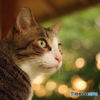 ねこ　その２１０
