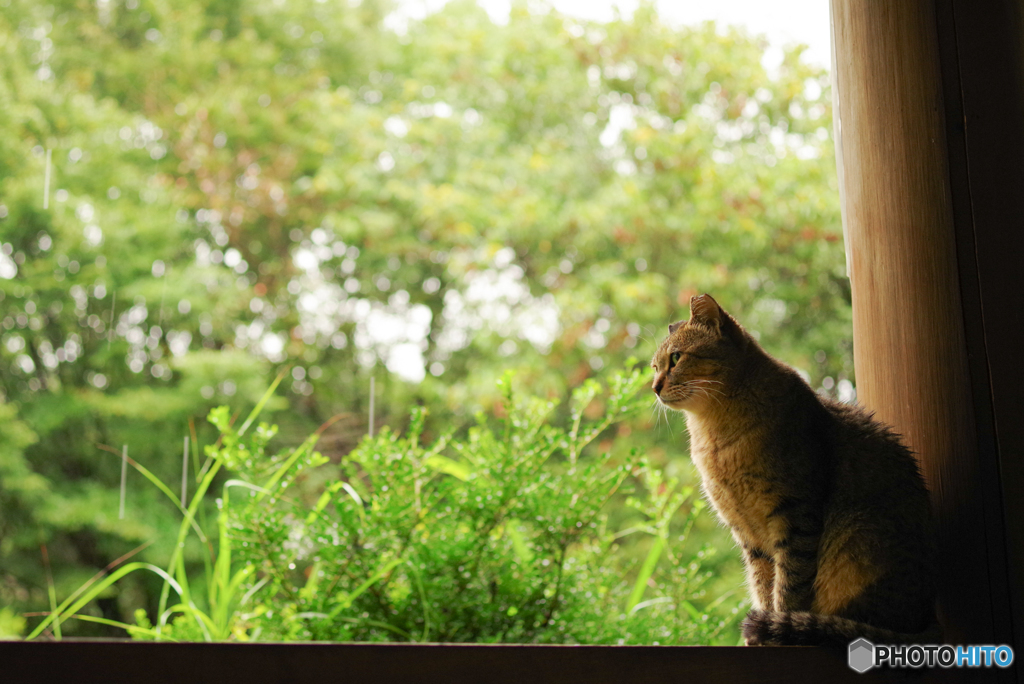 ねこ　その２４２