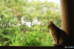 ねこ　その２４２
