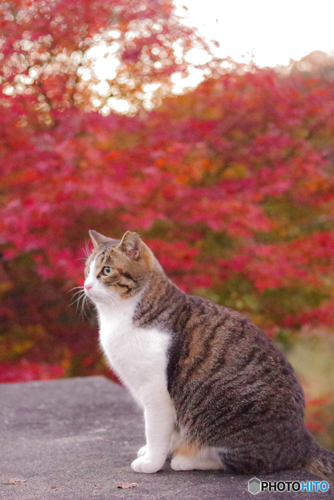 ねこ　その４０３