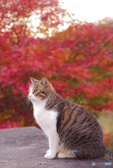 ねこ　その４０３