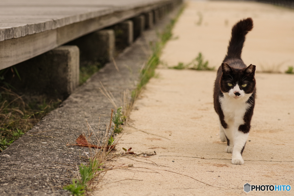 ねこ　その７１３