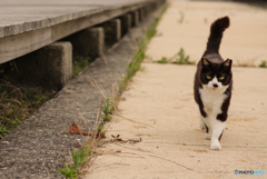 ねこ　その７１３