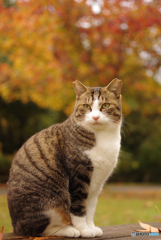 ねこ　その３６０の１