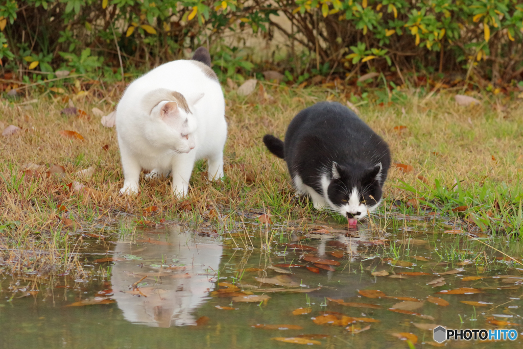 ねこ　その４３３