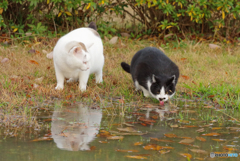 ねこ　その４３３