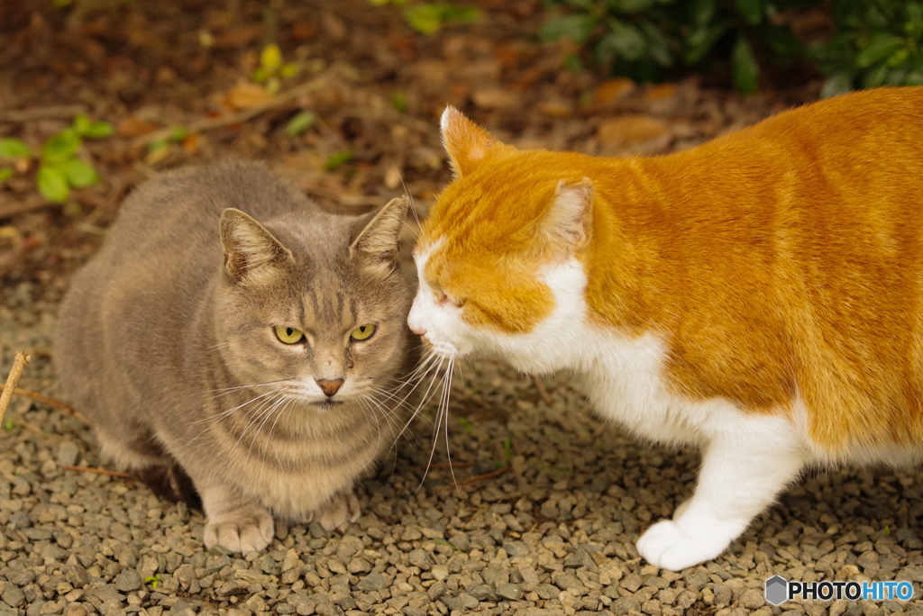 ねこ　その９２６