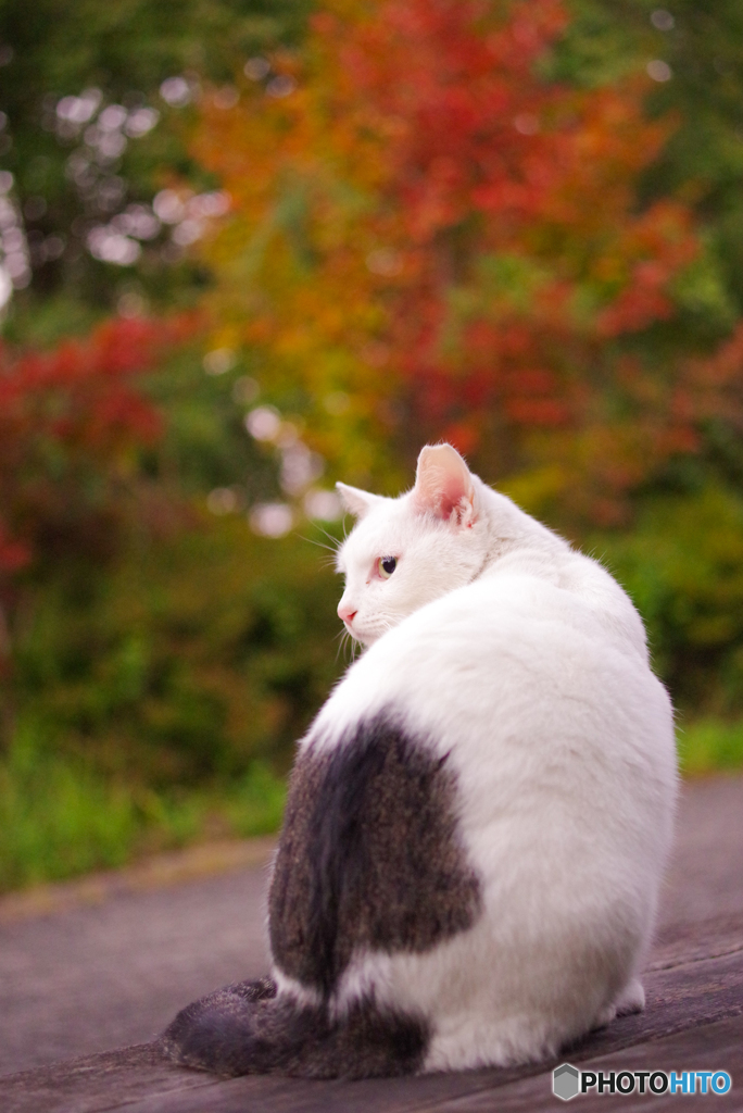 ねこ　その３１４
