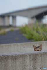 ねこ　その７６８