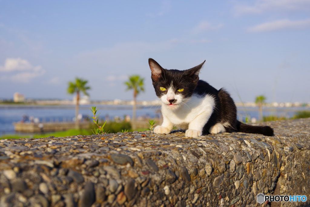 ねこ　その７９９