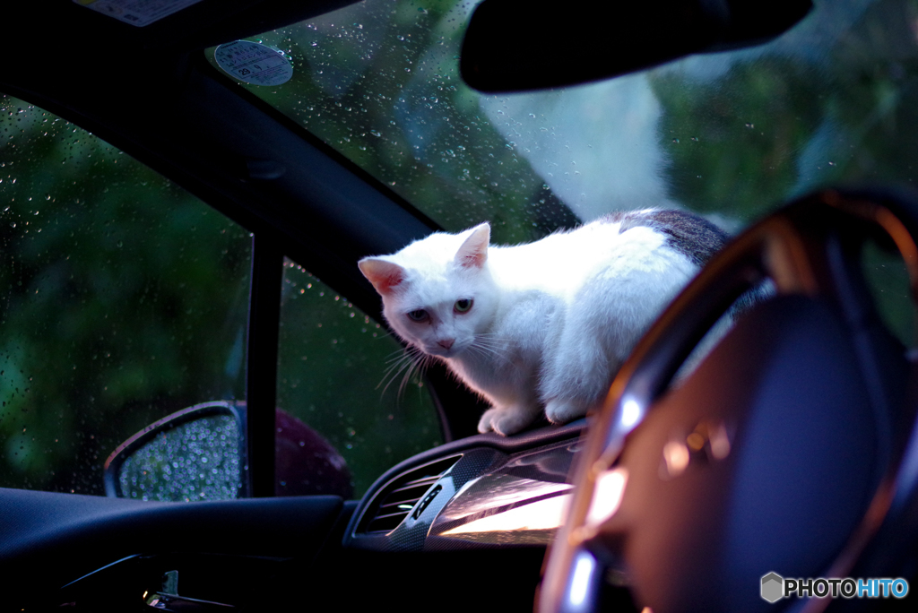 ねこ　その２５２