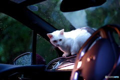 ねこ　その２５２