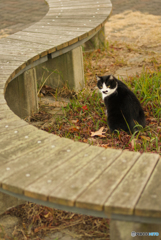 ねこ　その４０５