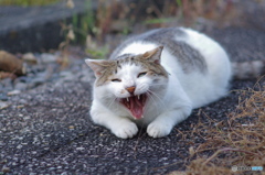 ねこ　その７７