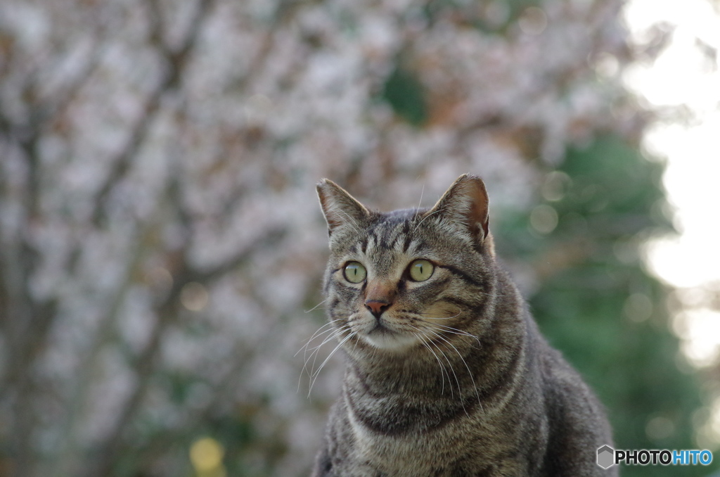 ねこ　その４２