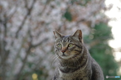 ねこ　その４２