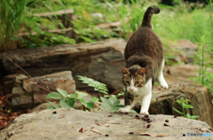 ねこ　その１４３