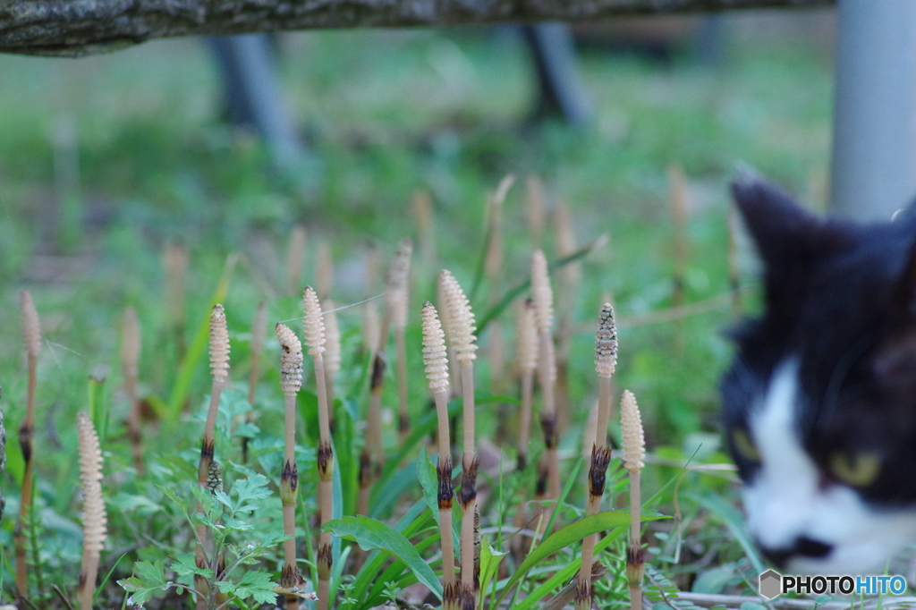 ねこ　その３２