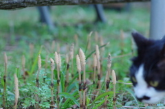 ねこ　その３２