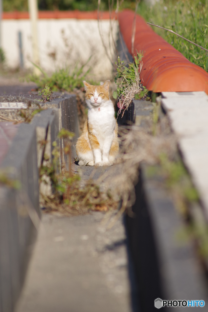 ねこ　その５９６