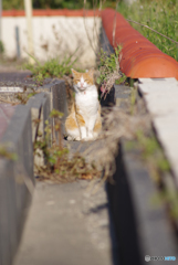 ねこ　その５９６