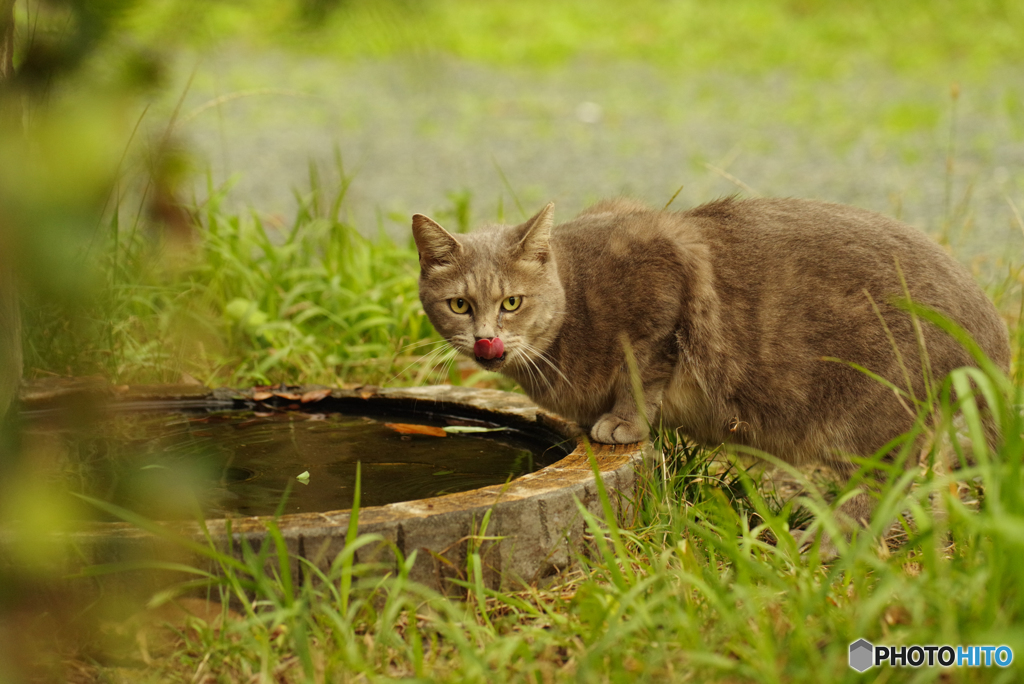 ねこ　その９２４