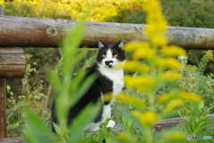 ねこ　その３１０