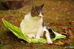 ねこ　３５２