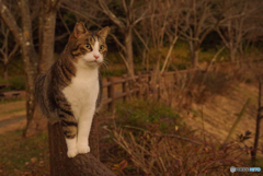 ねこ　その４４１