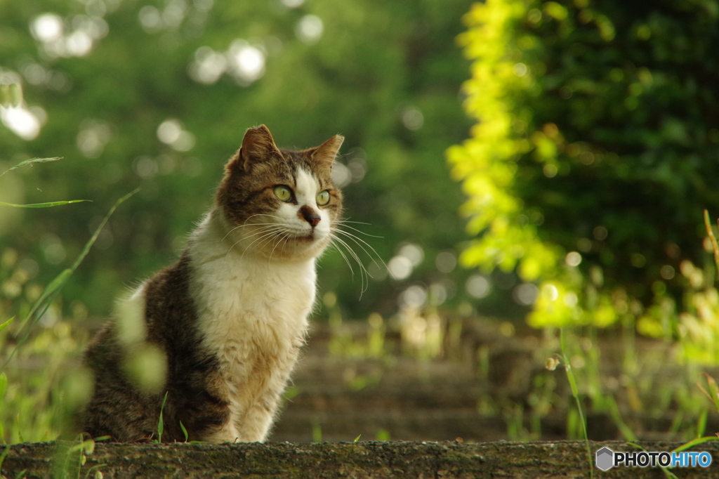 ねこ　その８１