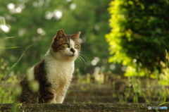 ねこ　その８１