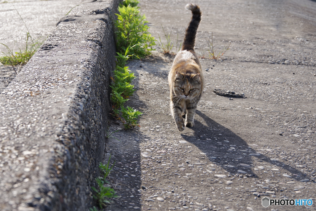 ねこ　その６０８