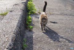 ねこ　その６０８