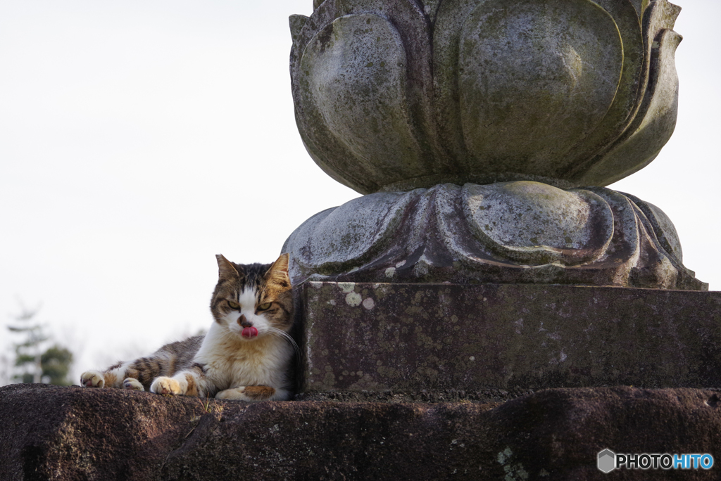 ねこ　その５５８