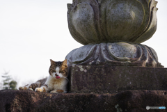 ねこ　その５５８