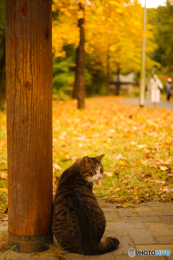 ねこ　その３６６