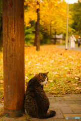 ねこ　その３６６