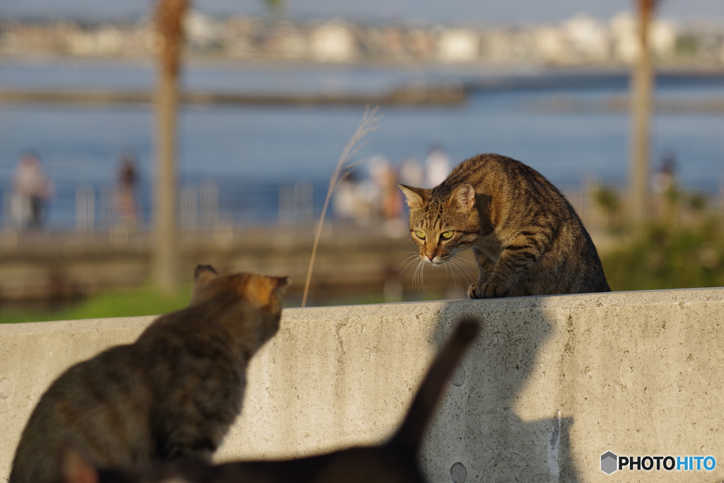 ねこ　その８０５