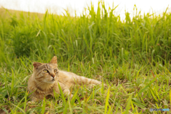 ねこ　その７２８