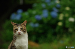 ねこ　その１０１