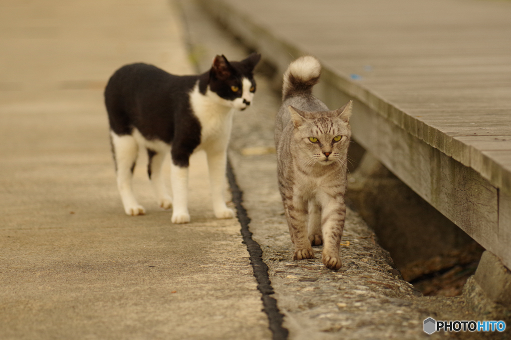 ねこ　その７７９